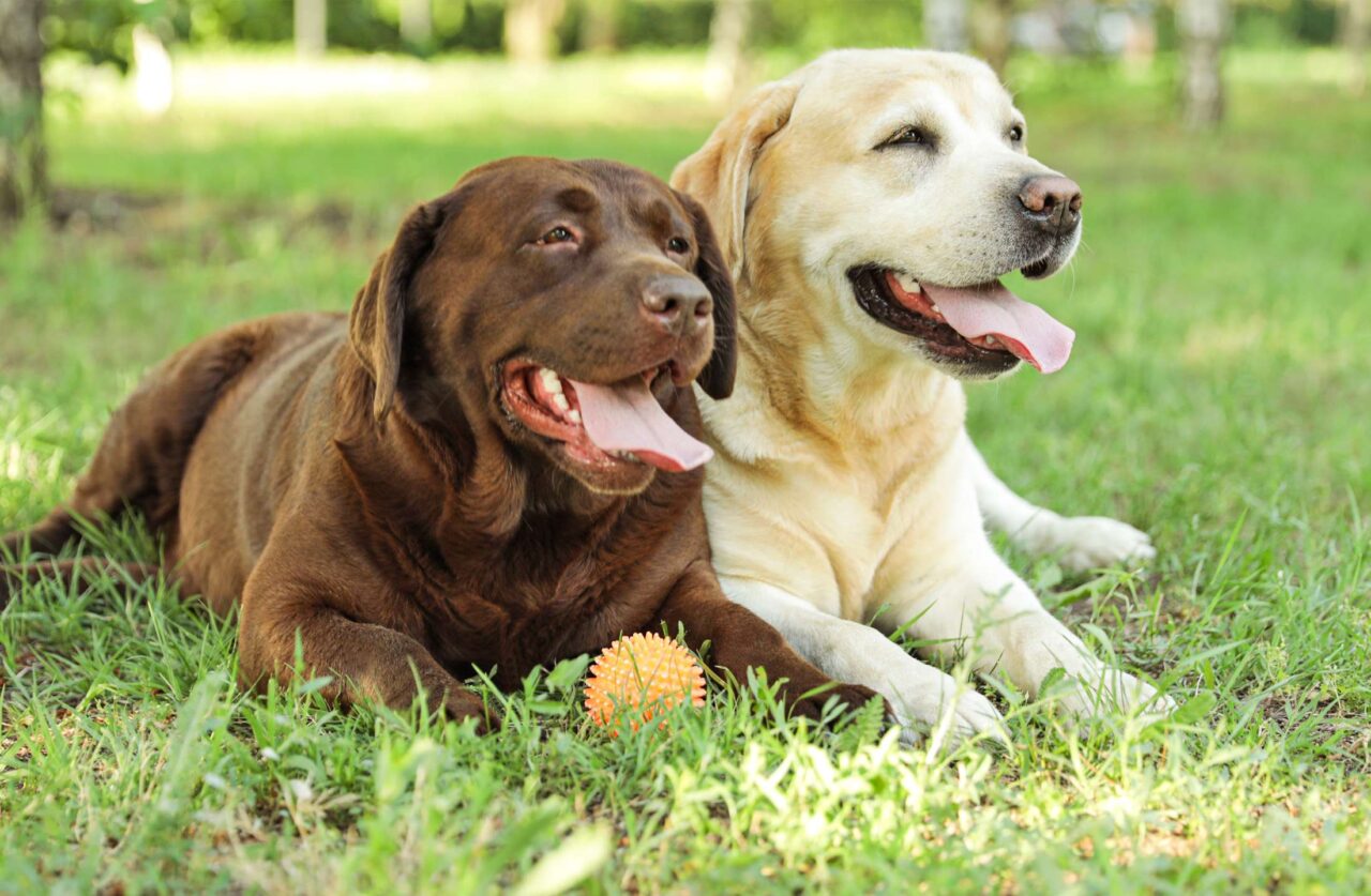 Services The Top Dog Resort